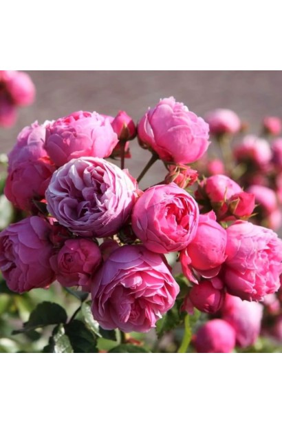 Rose floribunda Pomponella 